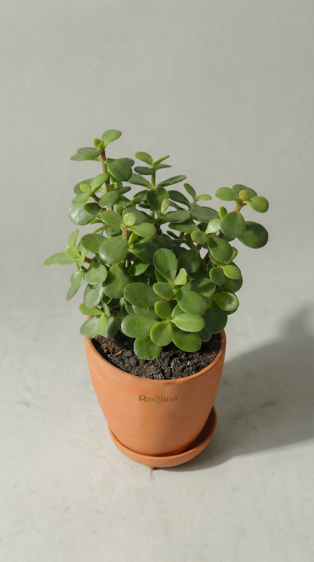 Jade