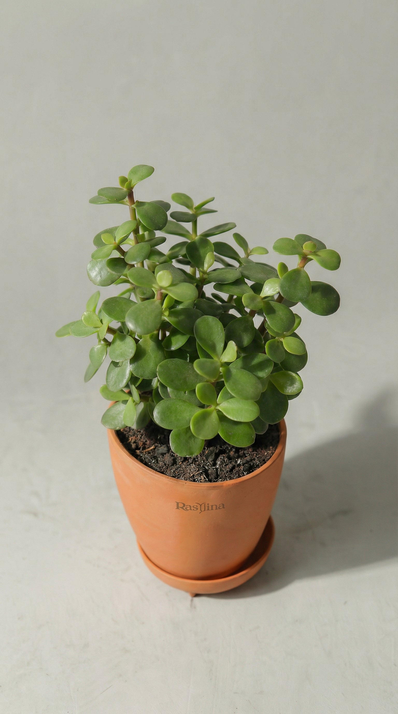 Jade