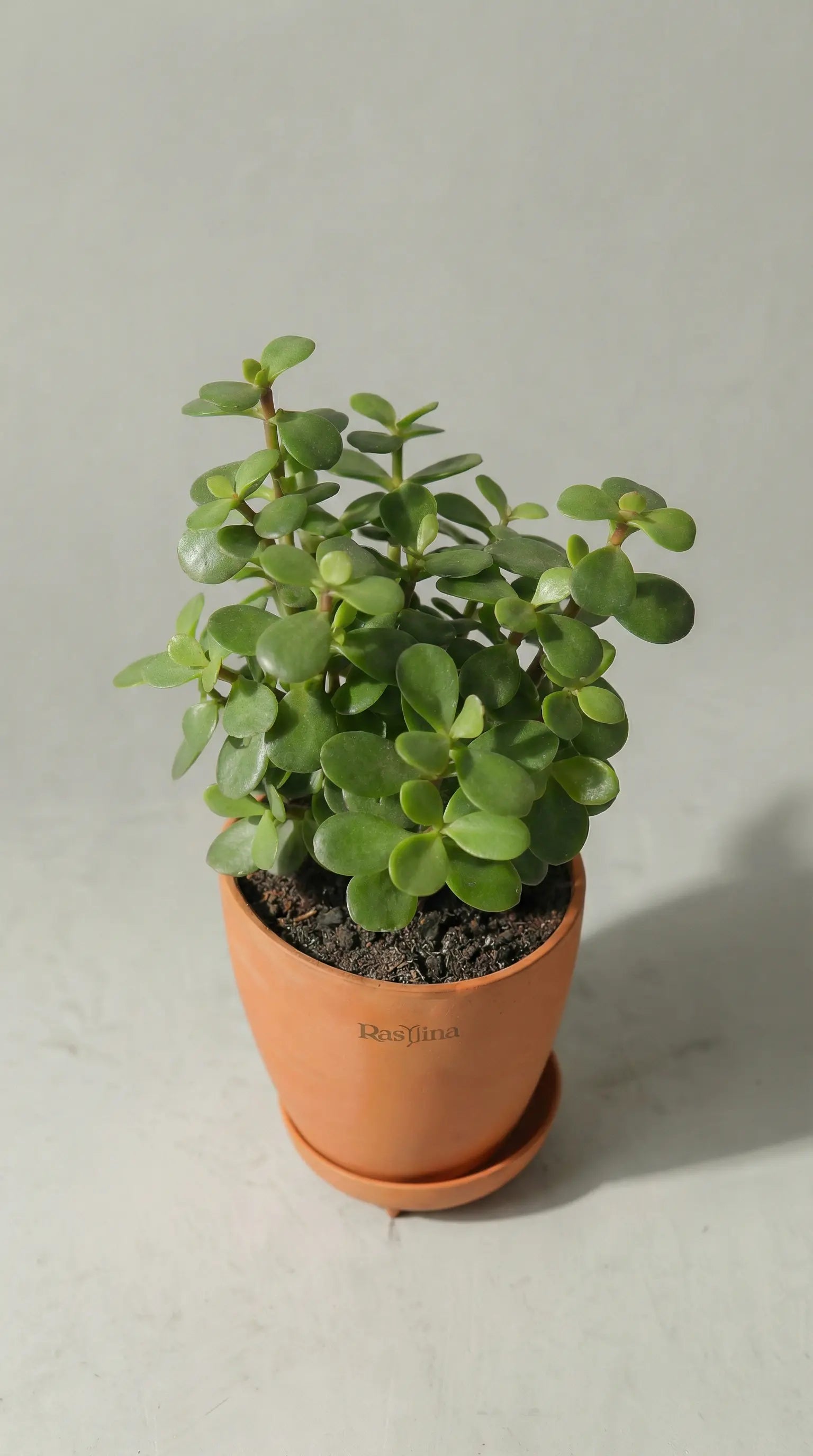Jade
