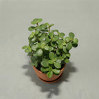 Jade