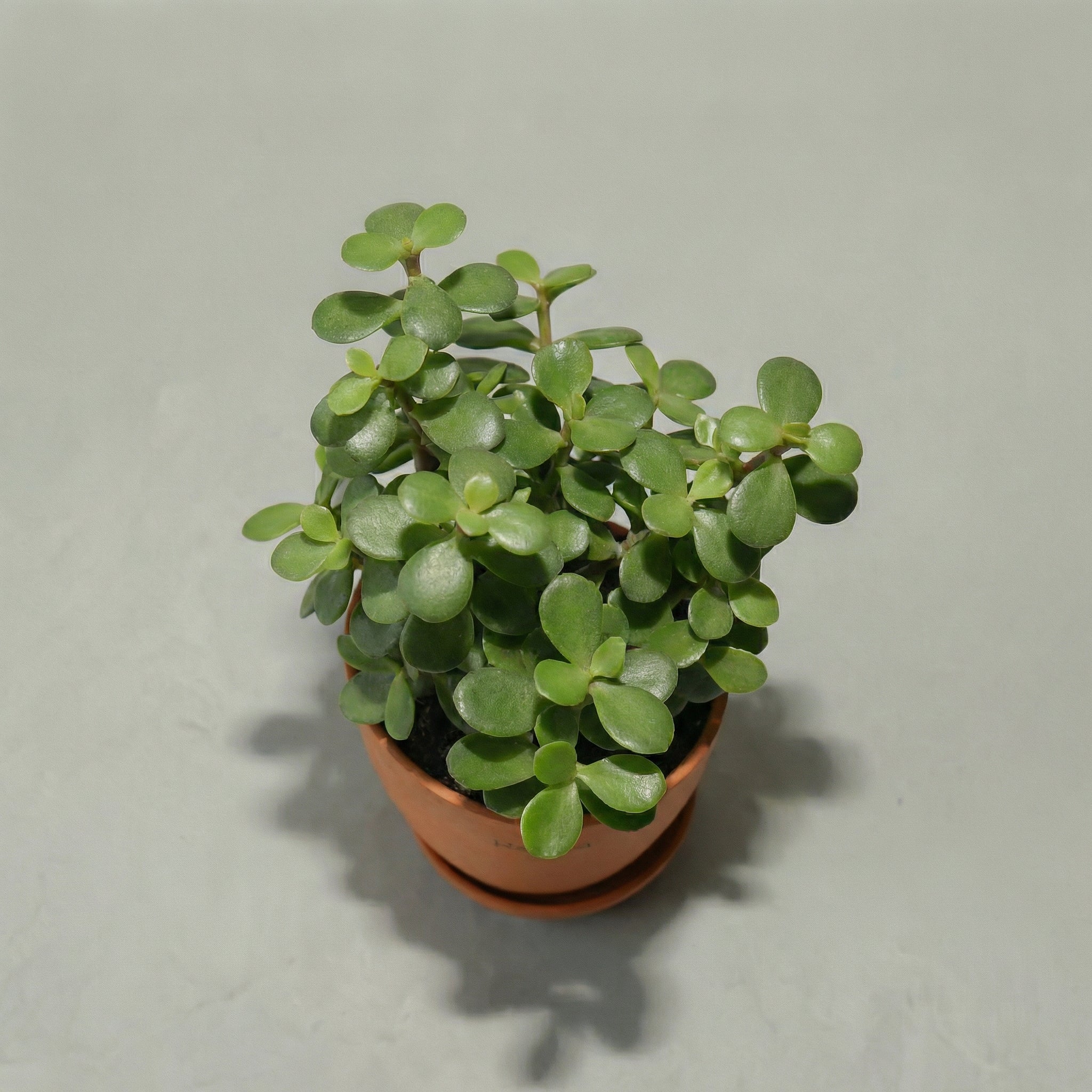 Jade
