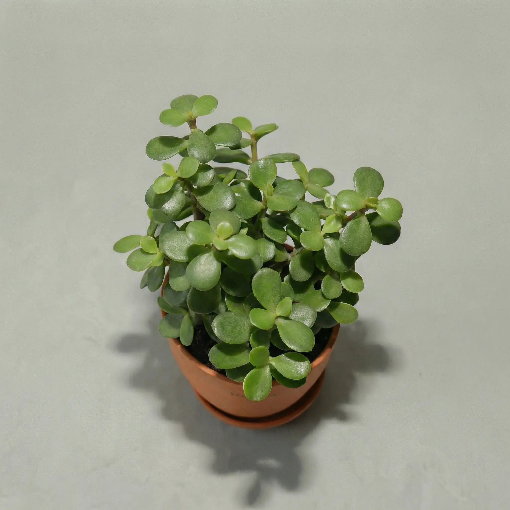 Jade