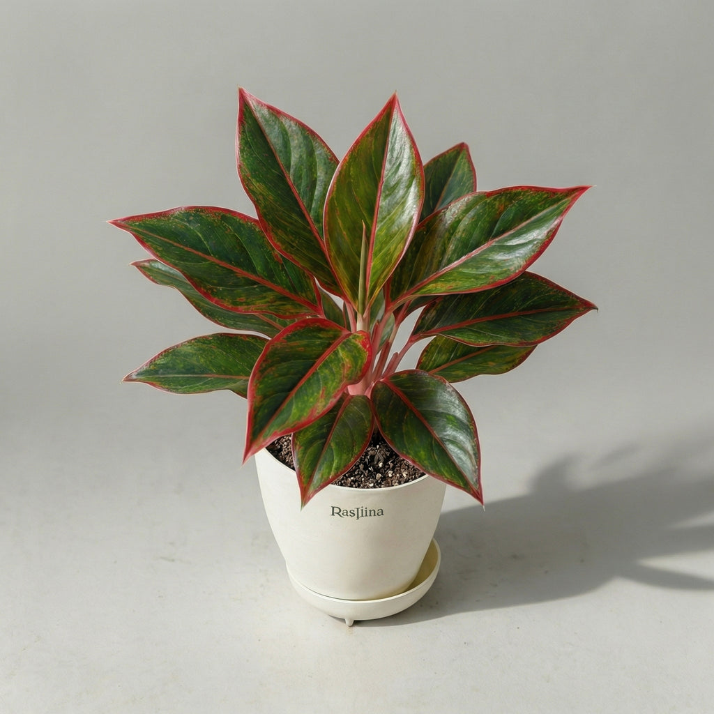 Aglaonema Lipstick Red