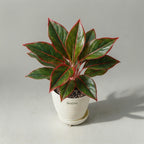 Aglaonema Lipstick Red
