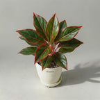 Aglaonema Lipstick Red