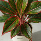 Aglaonema Lipstick Red