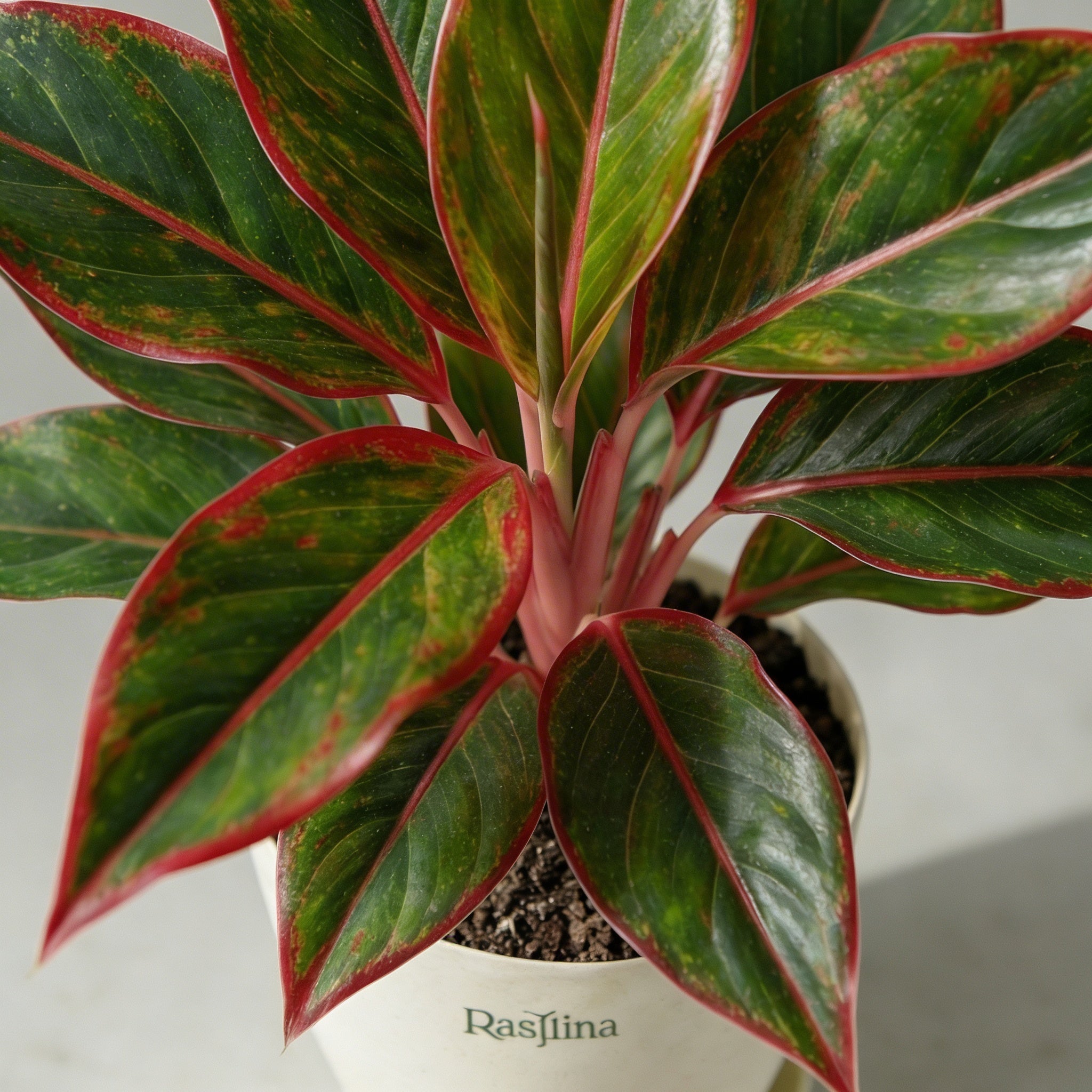 Aglaonema Lipstick Red