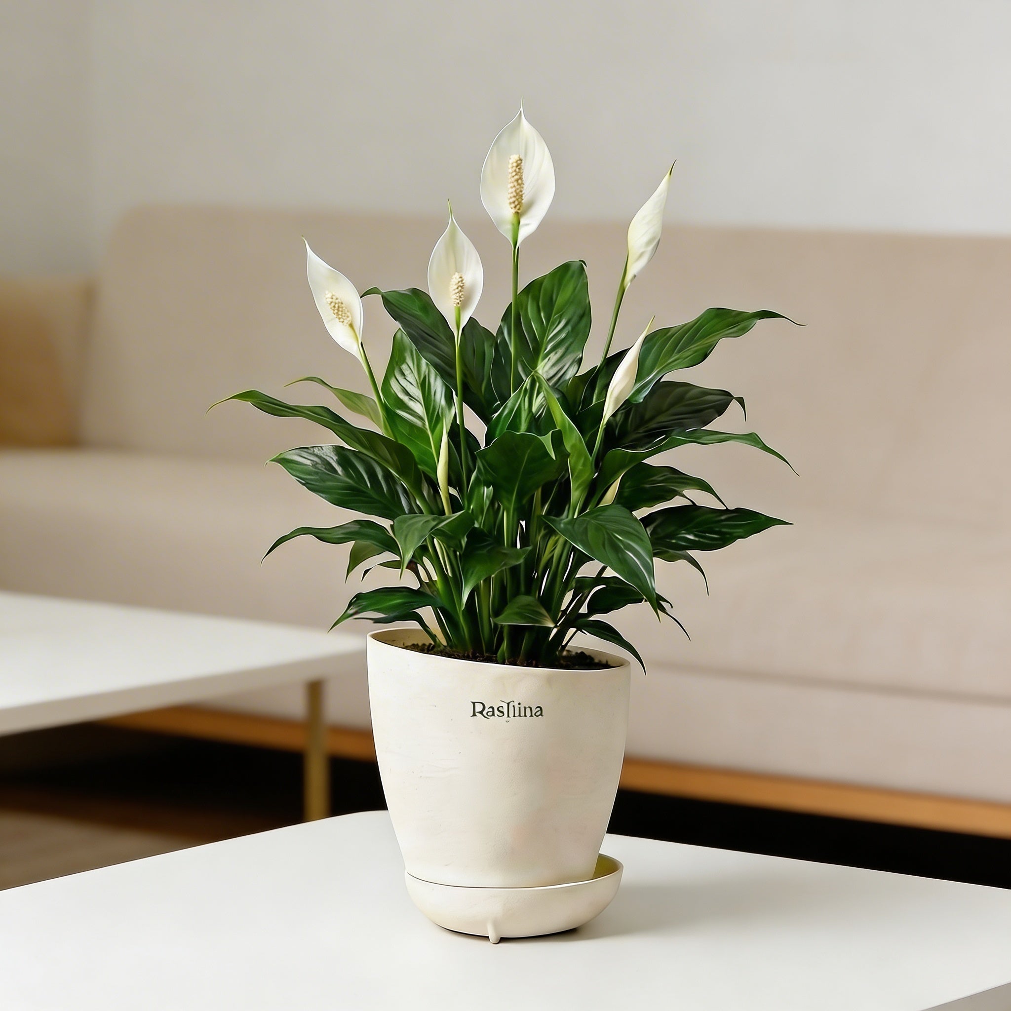 Spathiphyllum - Peace Lilly