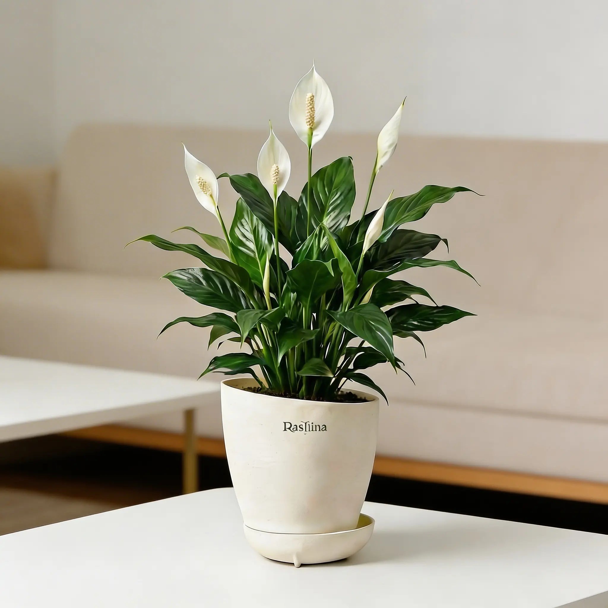 Spathiphyllum - Peace Lilly