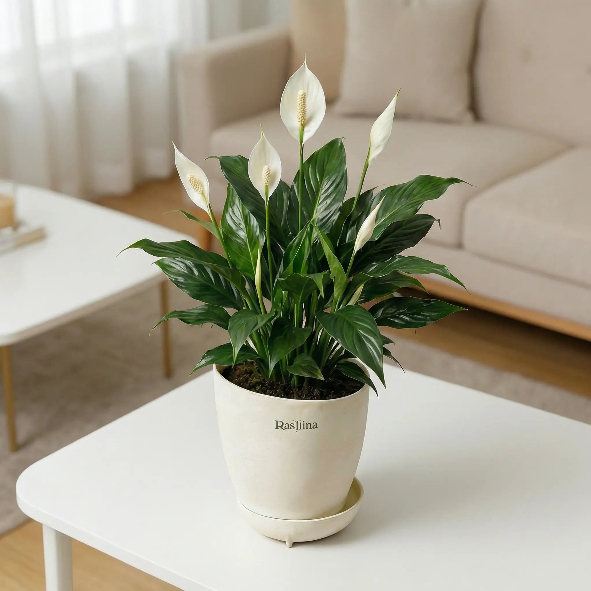 Spathiphyllum - Peace Lilly
