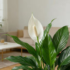 Spathiphyllum - Peace Lilly
