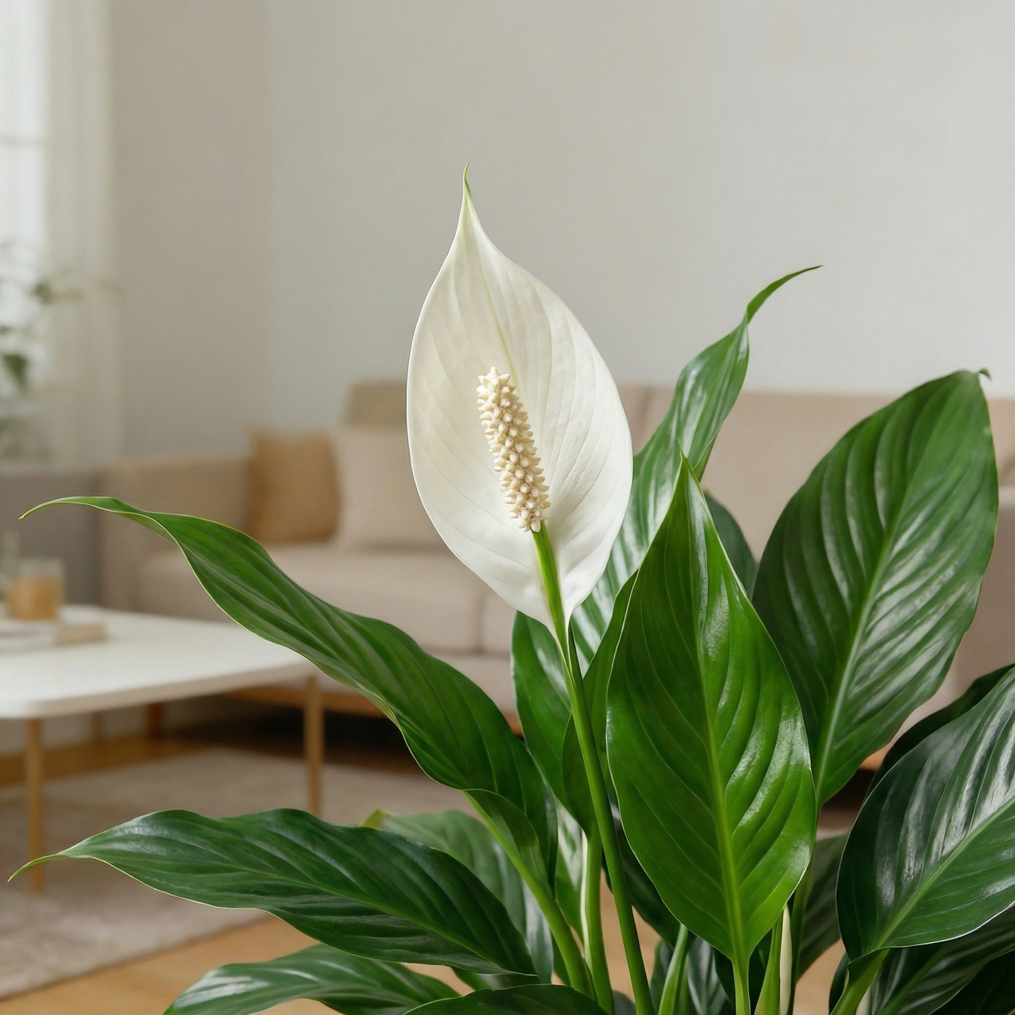 Spathiphyllum - Peace Lilly