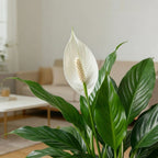 Spathiphyllum - Peace Lilly (China)