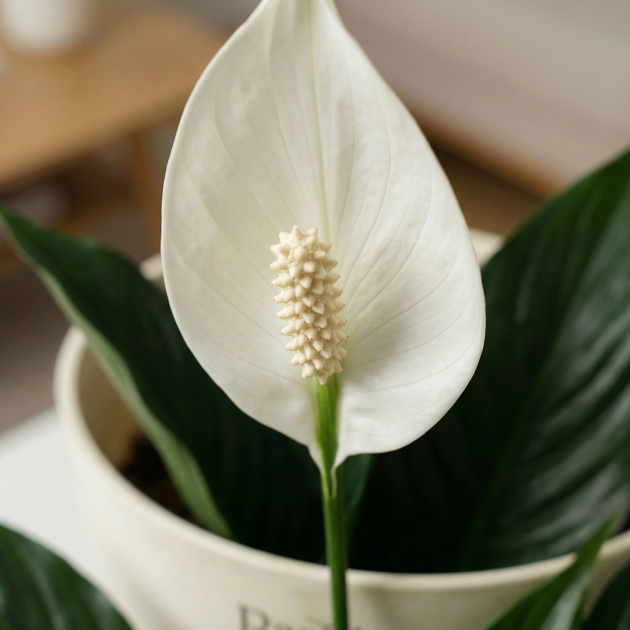 Spathiphyllum - Peace Lilly