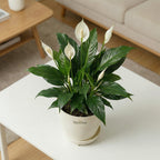 Spathiphyllum - Peace Lilly