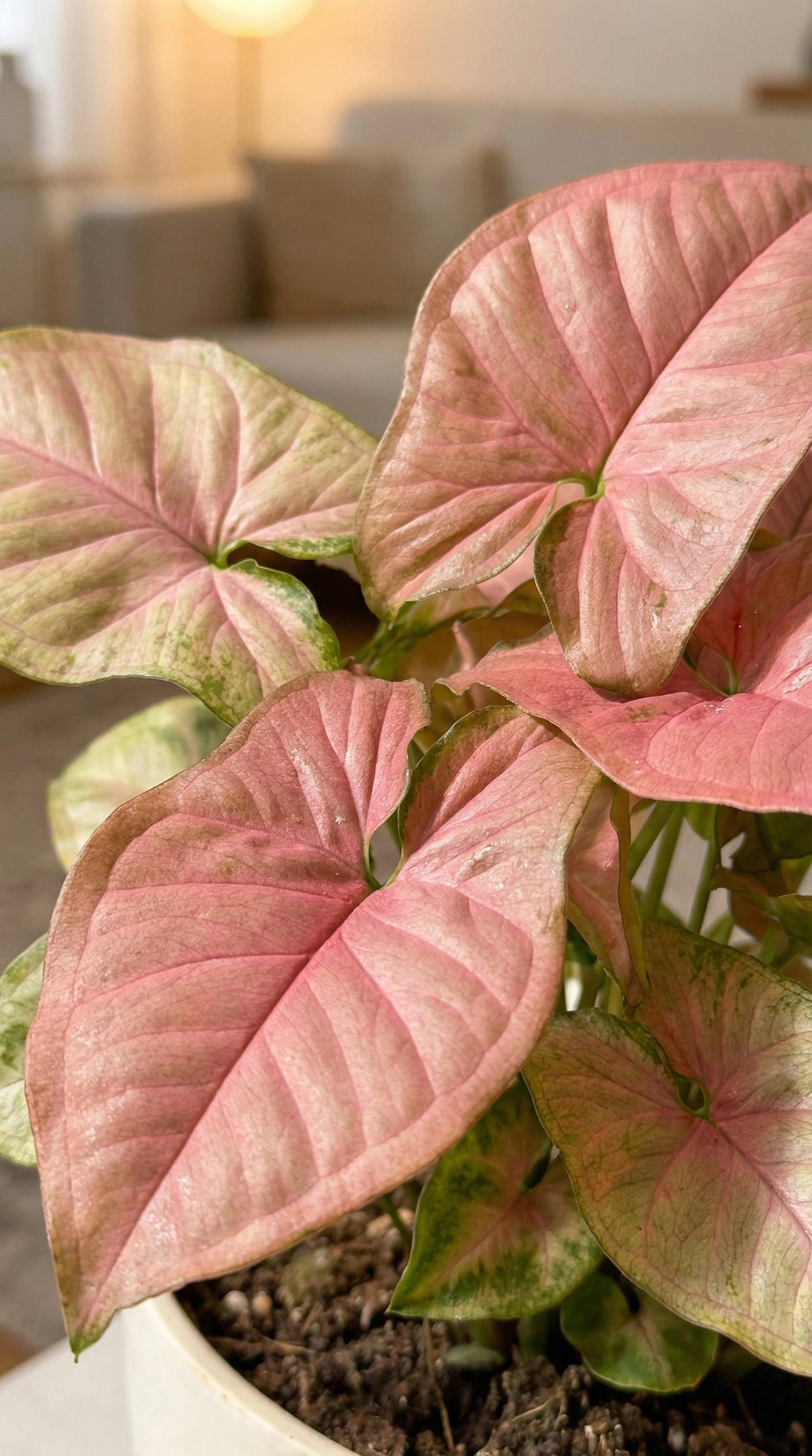 Syngonium Pink