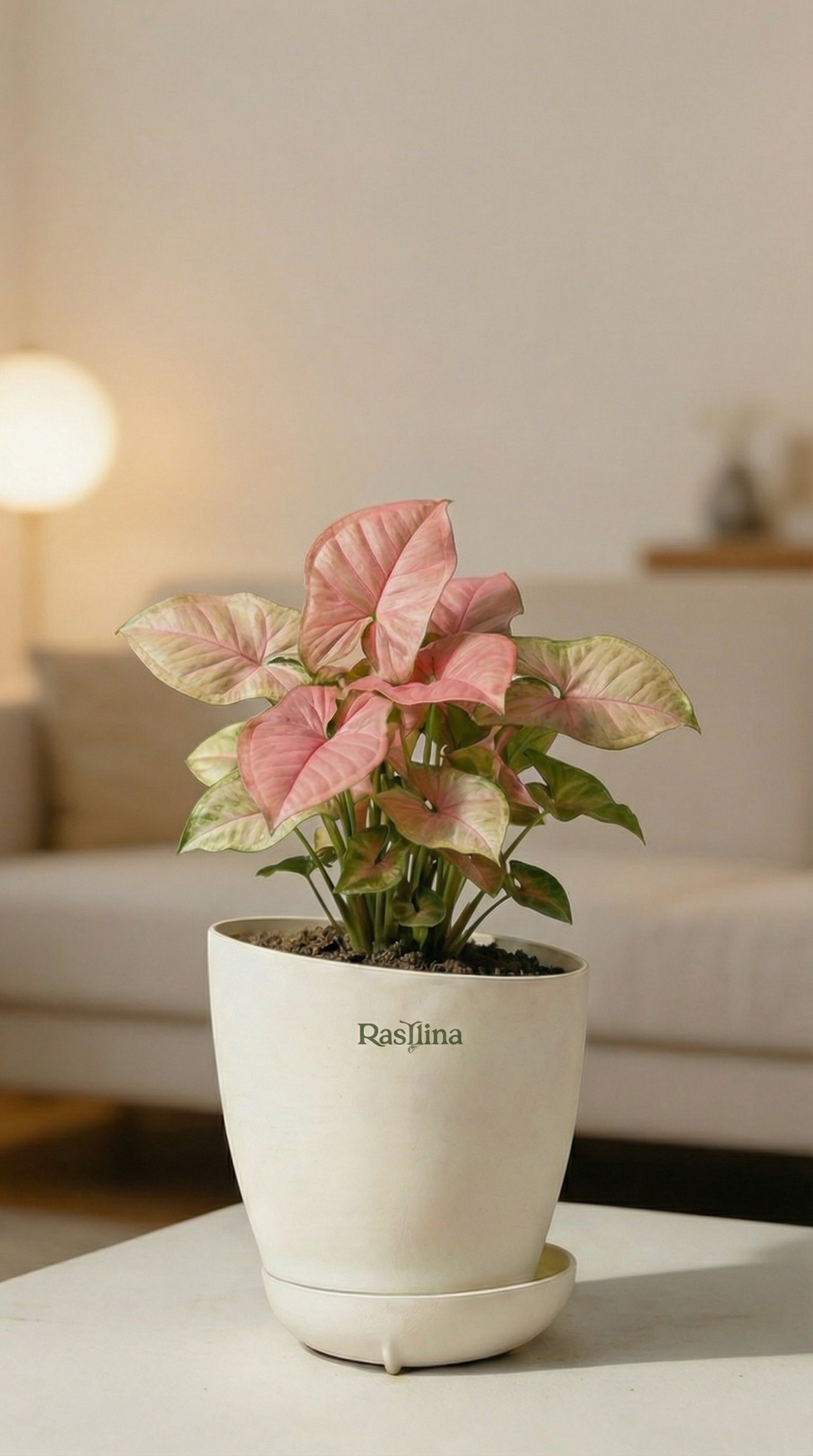 Syngonium Pink