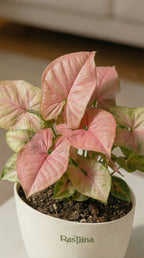 Syngonium Pink