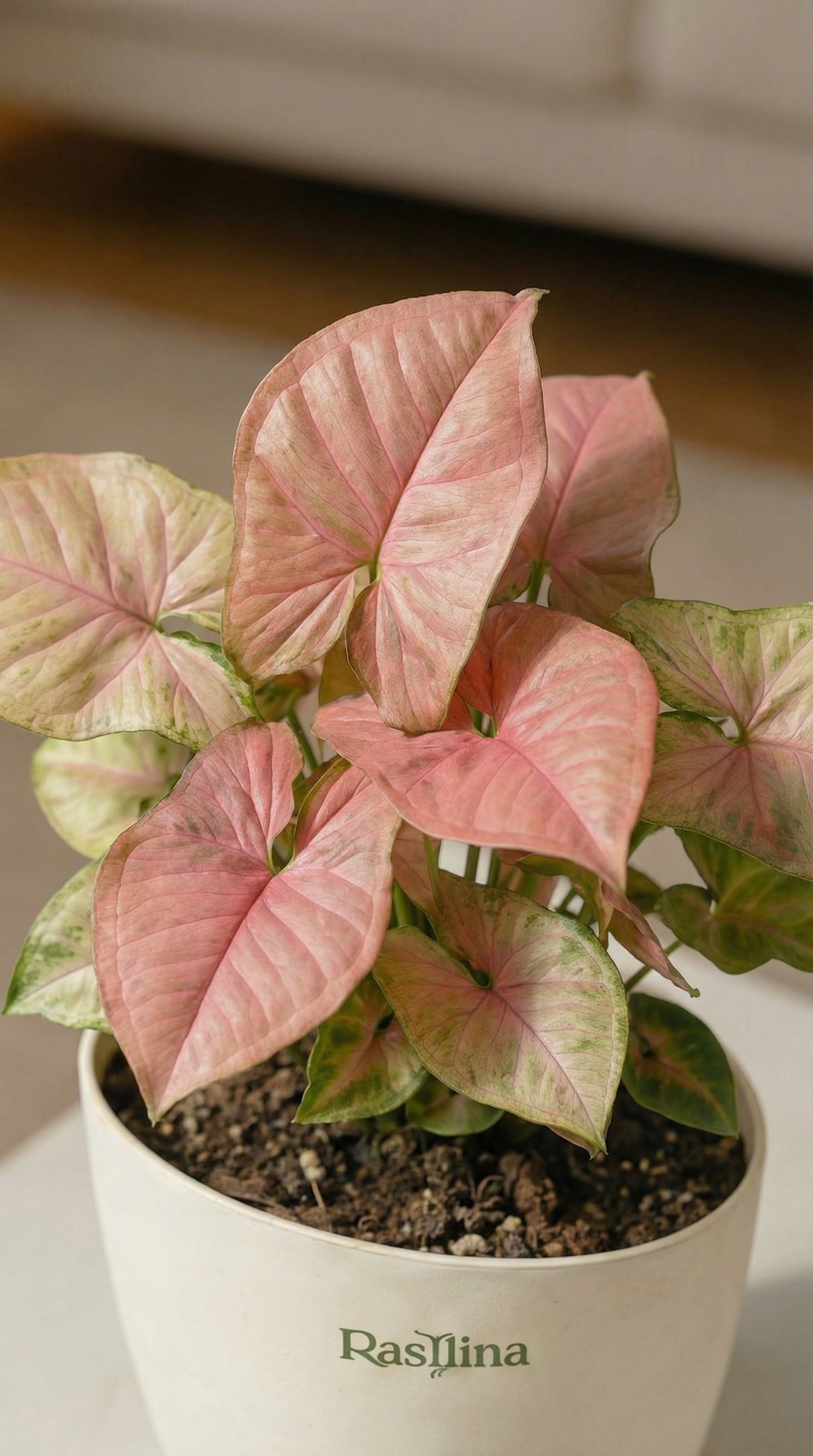 Syngonium Pink