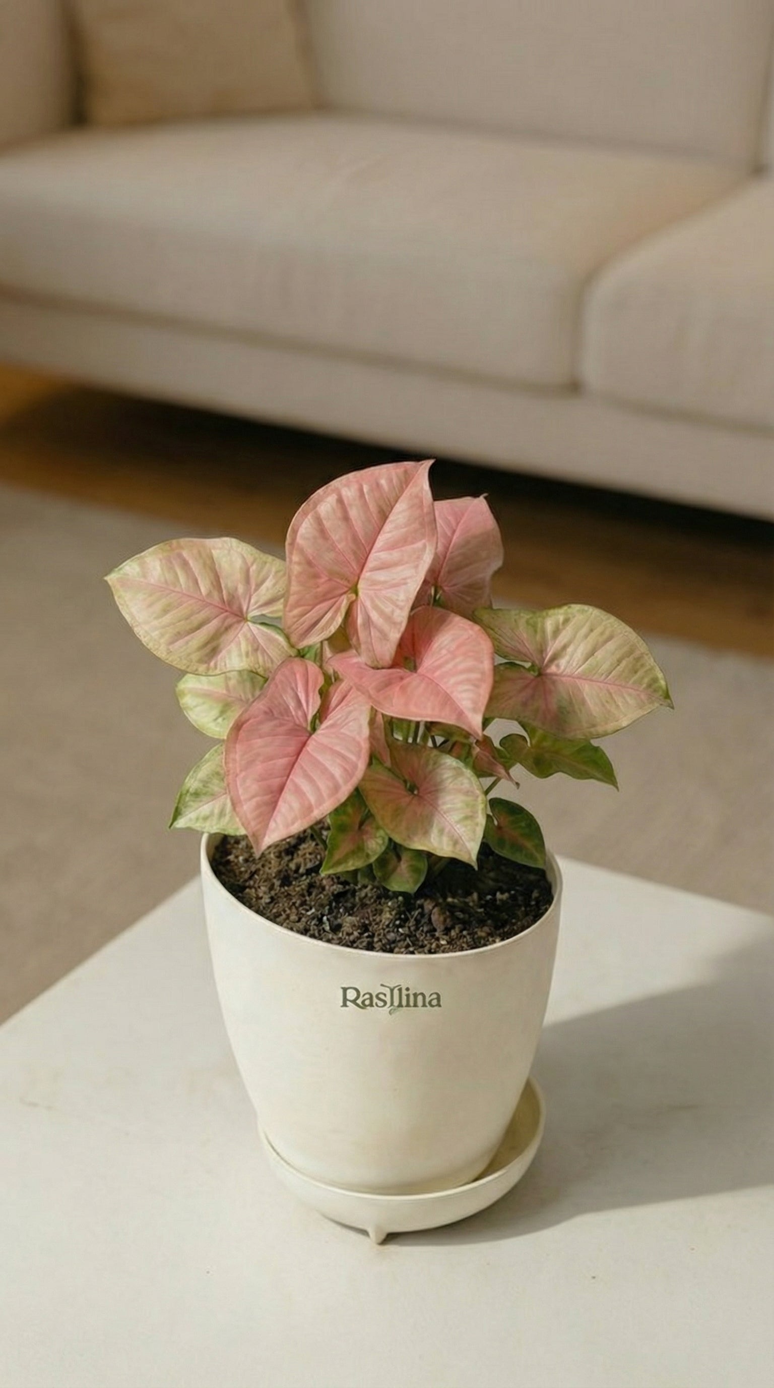 Syngonium Pink