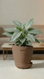 Philodendron Silver Sword