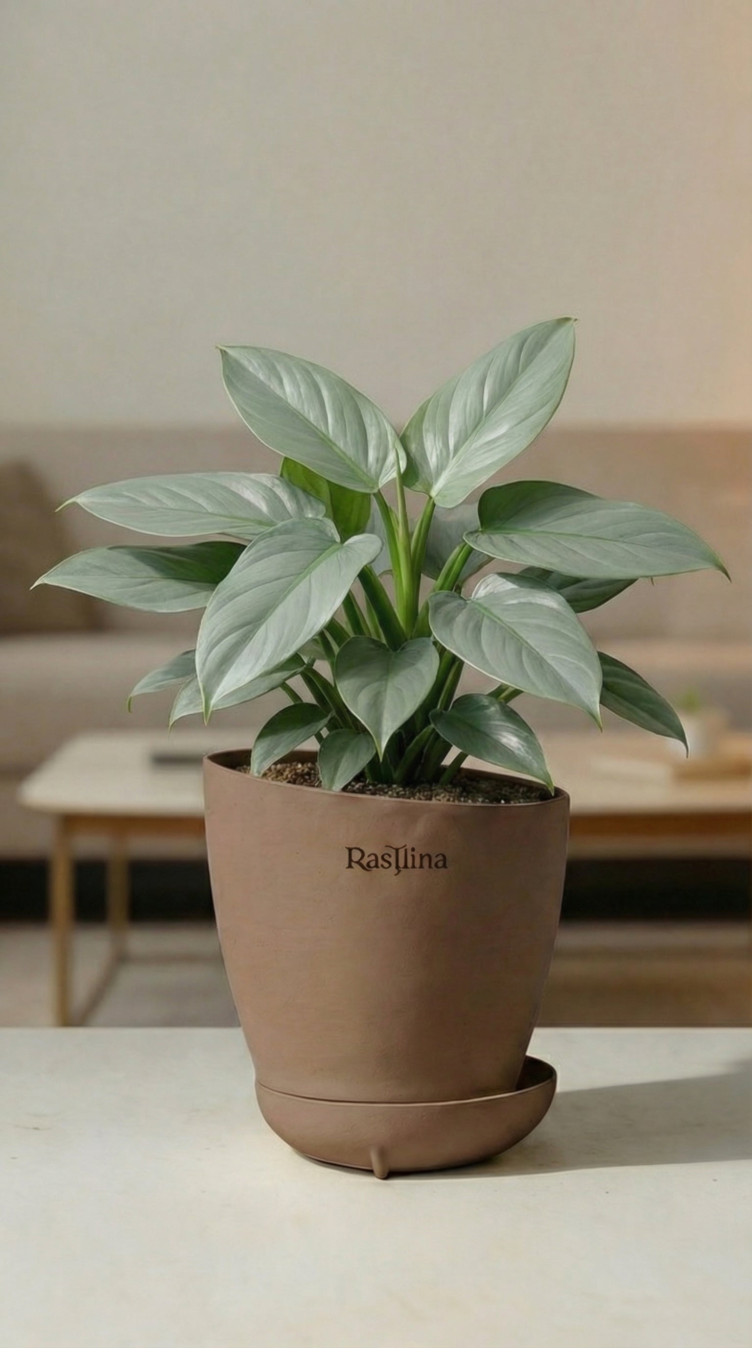 Philodendron Silver Sword
