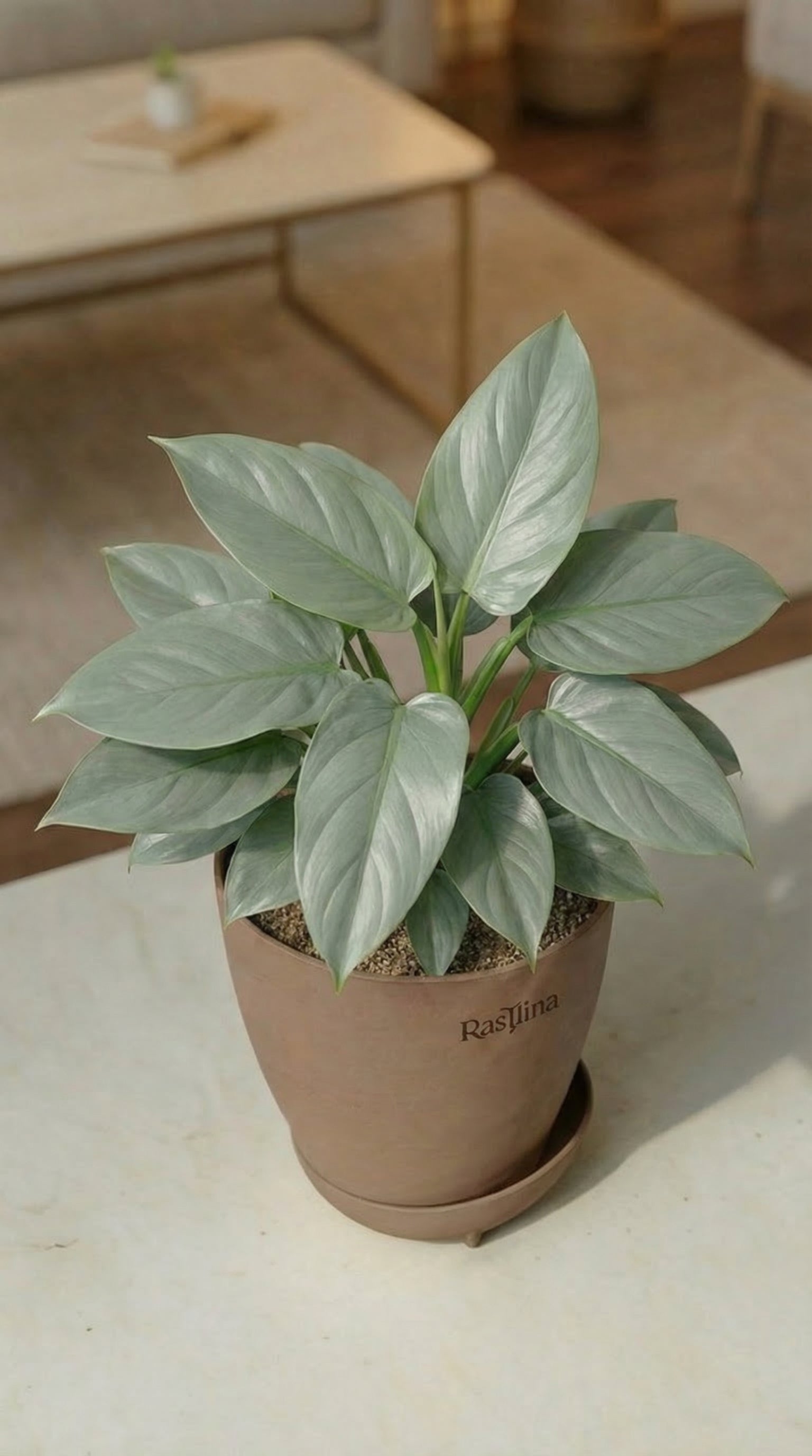 Philodendron Silver Sword