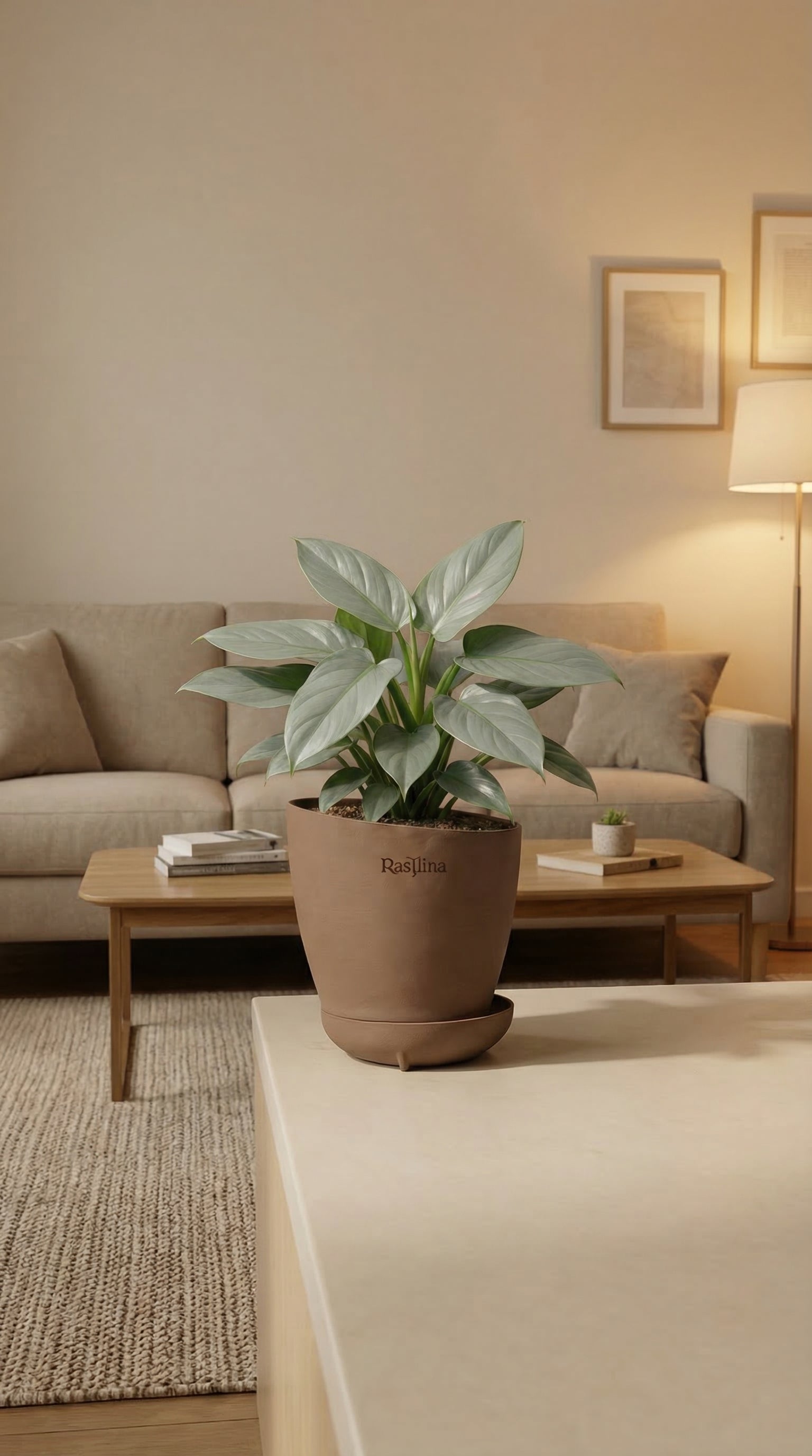Philodendron Silver Sword