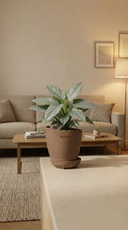 Philodendron Silver Sword