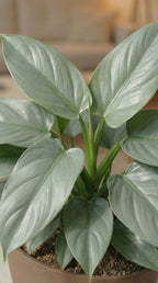Philodendron Silver Sword