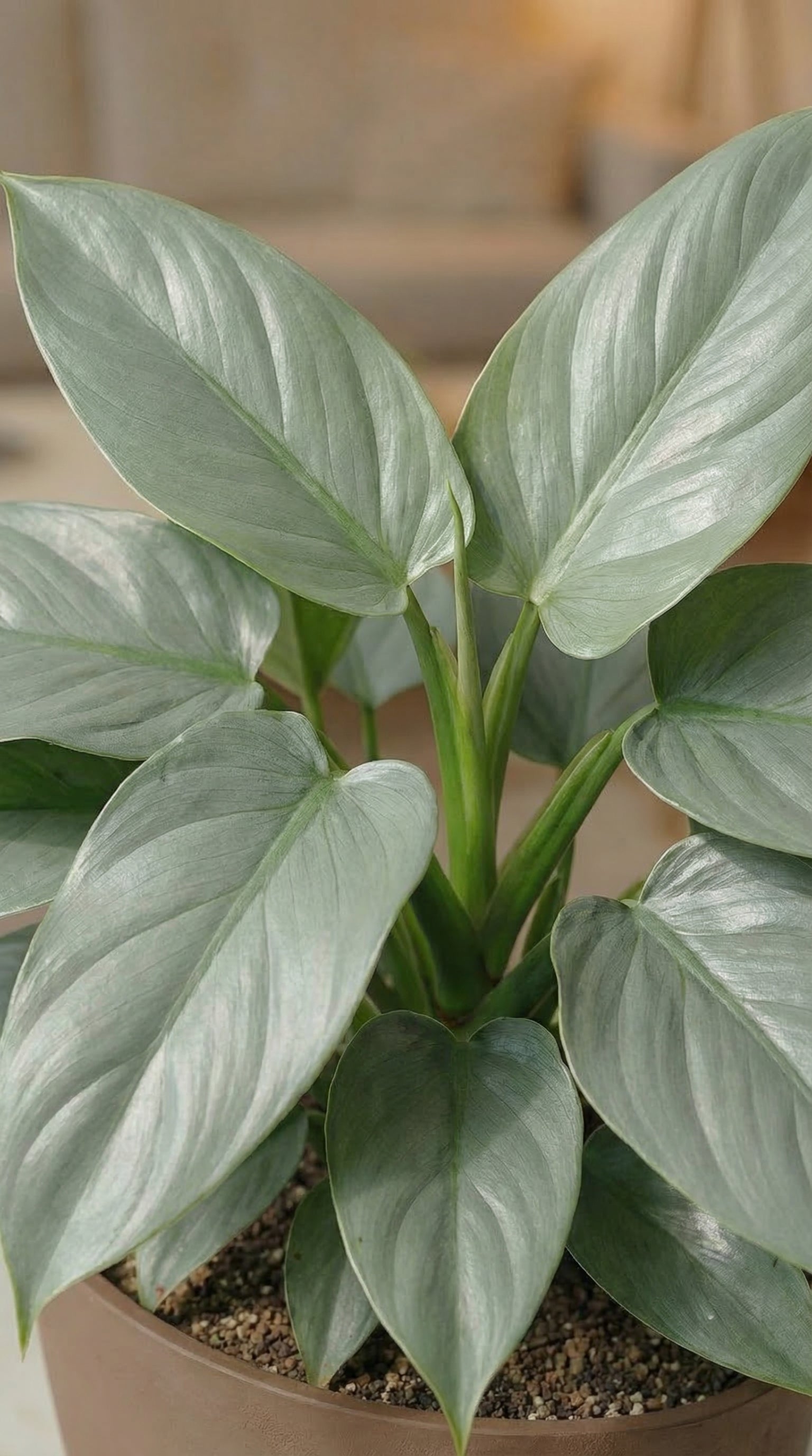 Philodendron Silver Sword