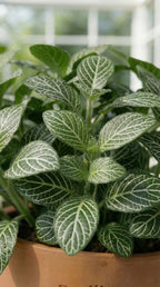 Fittonia