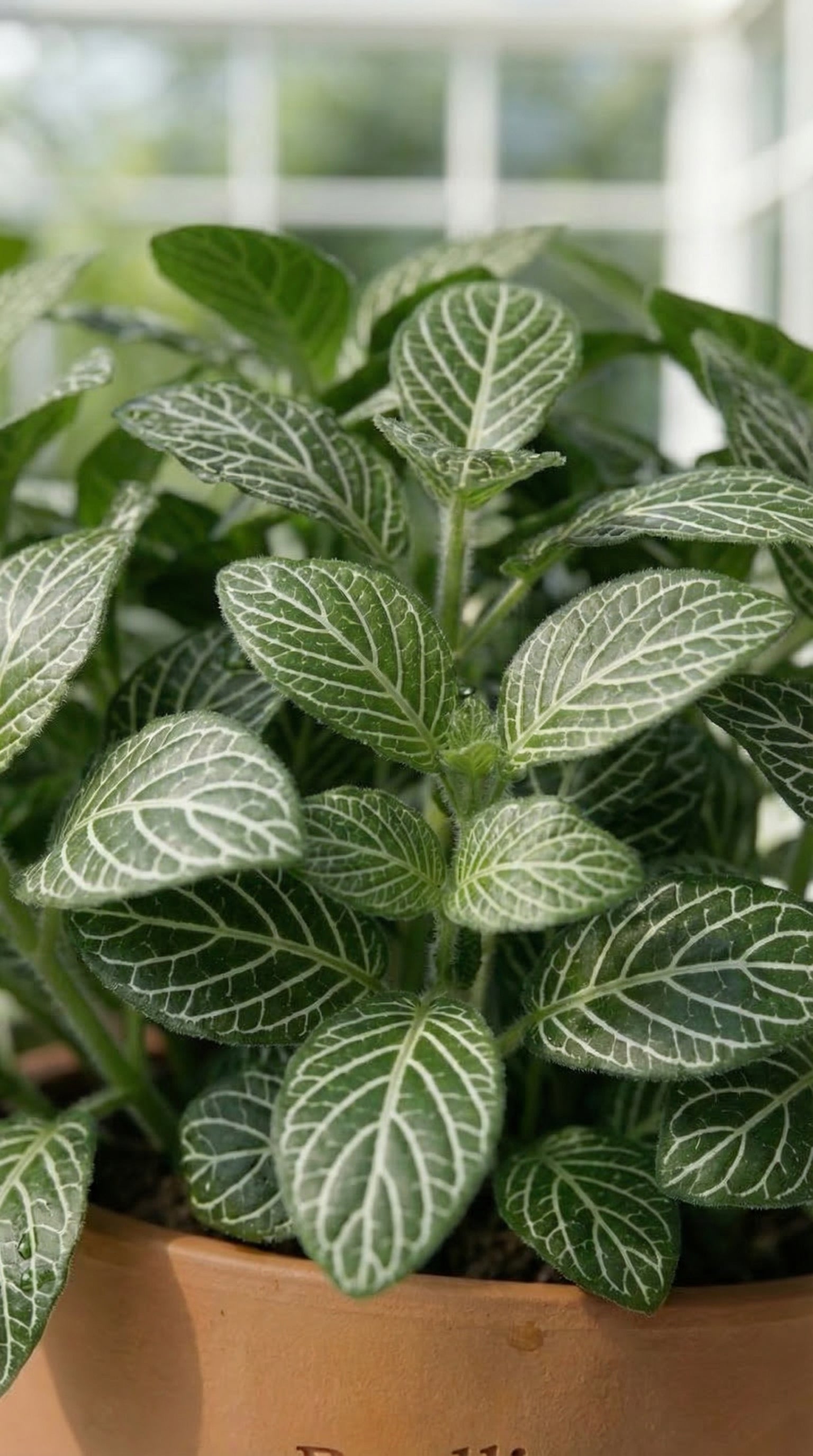 Fittonia