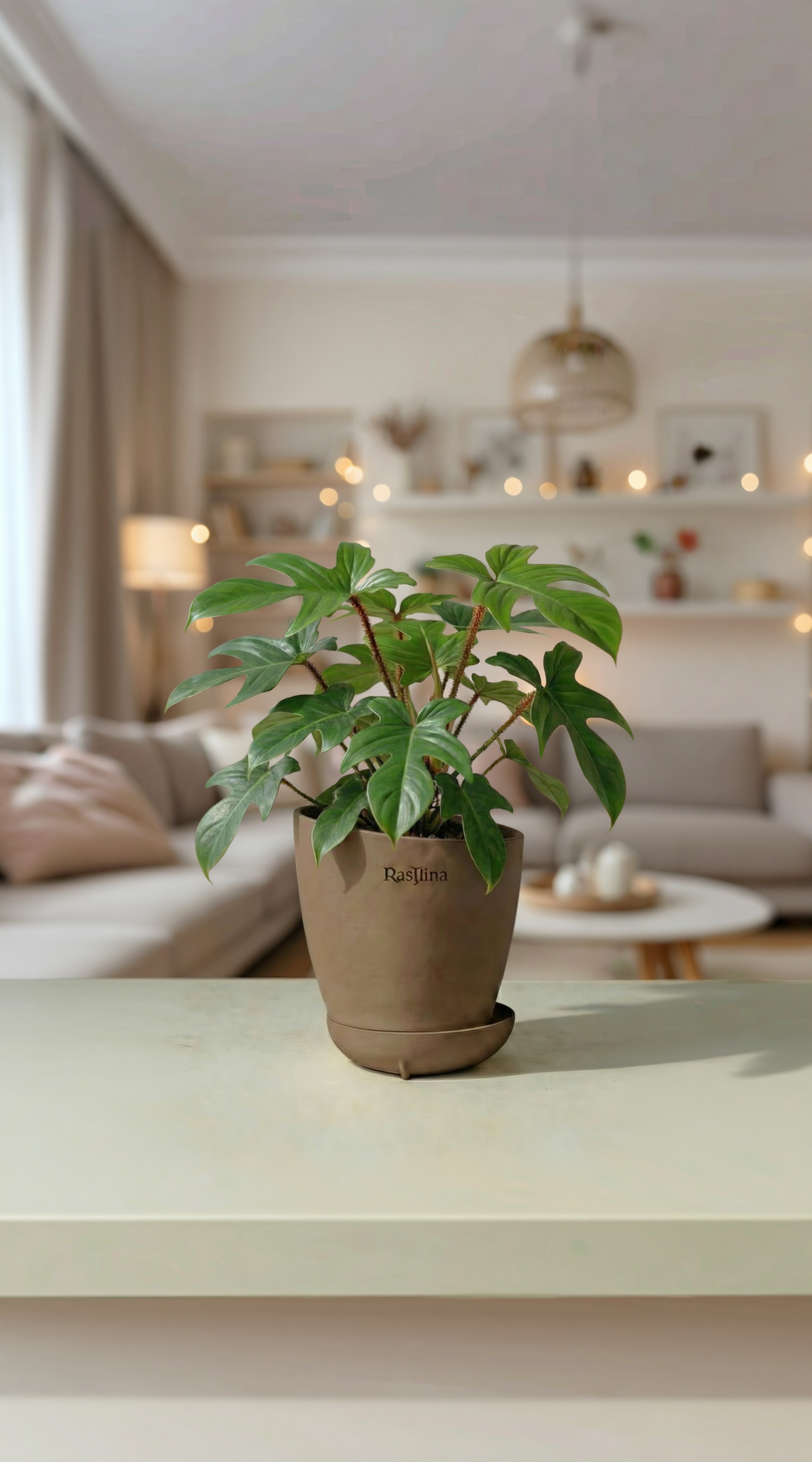 Philodendron Squamiferum