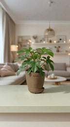 Philodendron Squamiferum