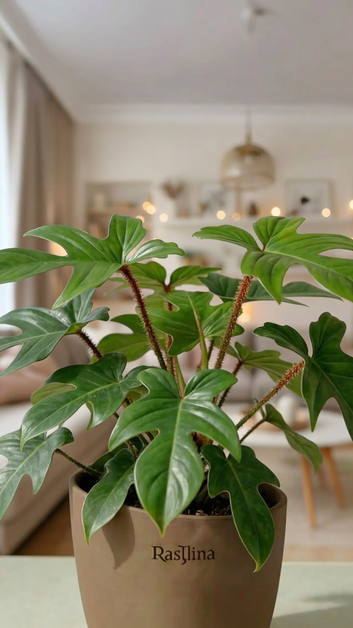 Philodendron Squamiferum