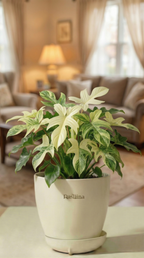 Philodendron Florida Ghost