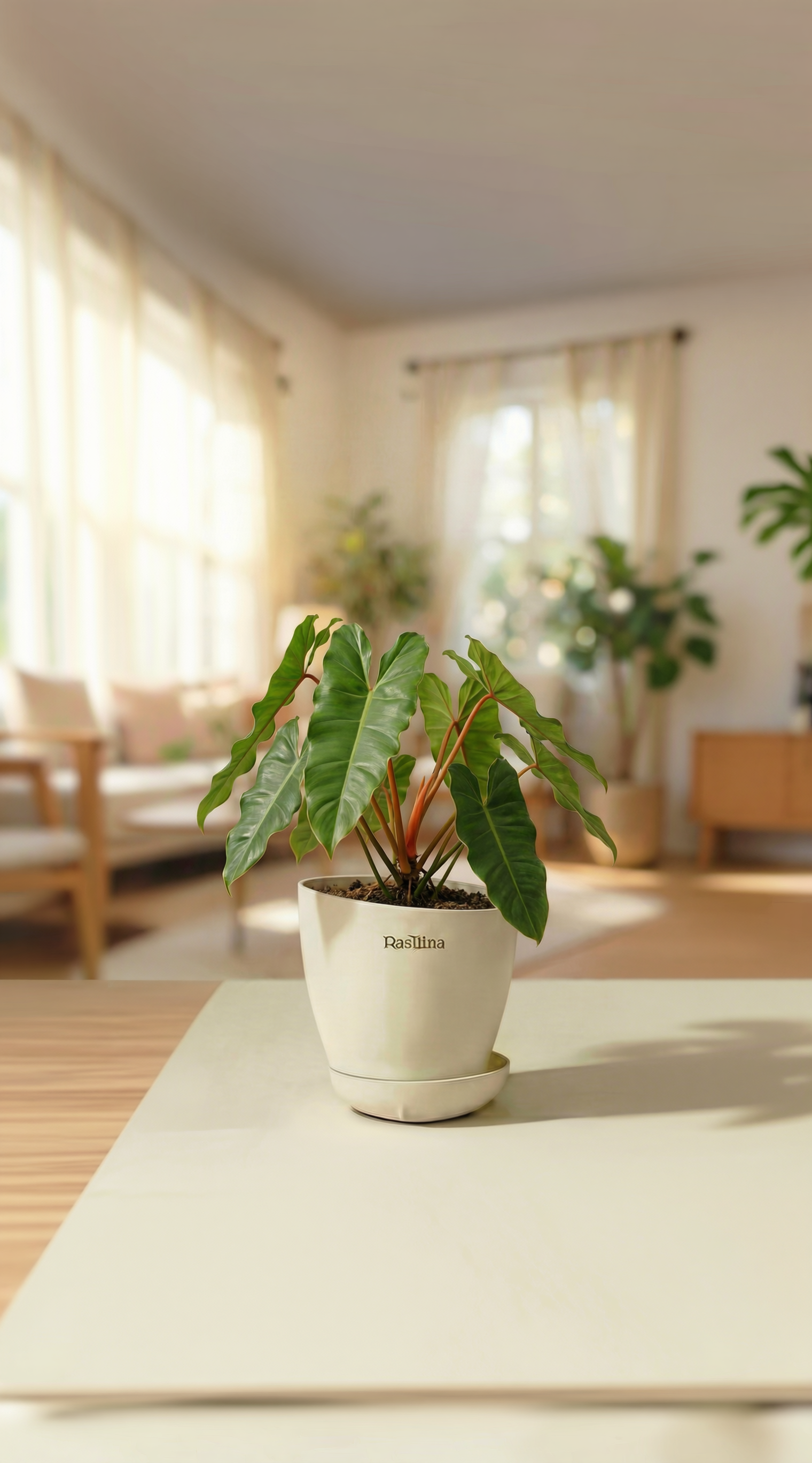 Philodendron Billietiae