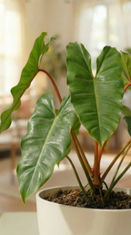 Philodendron Billietiae