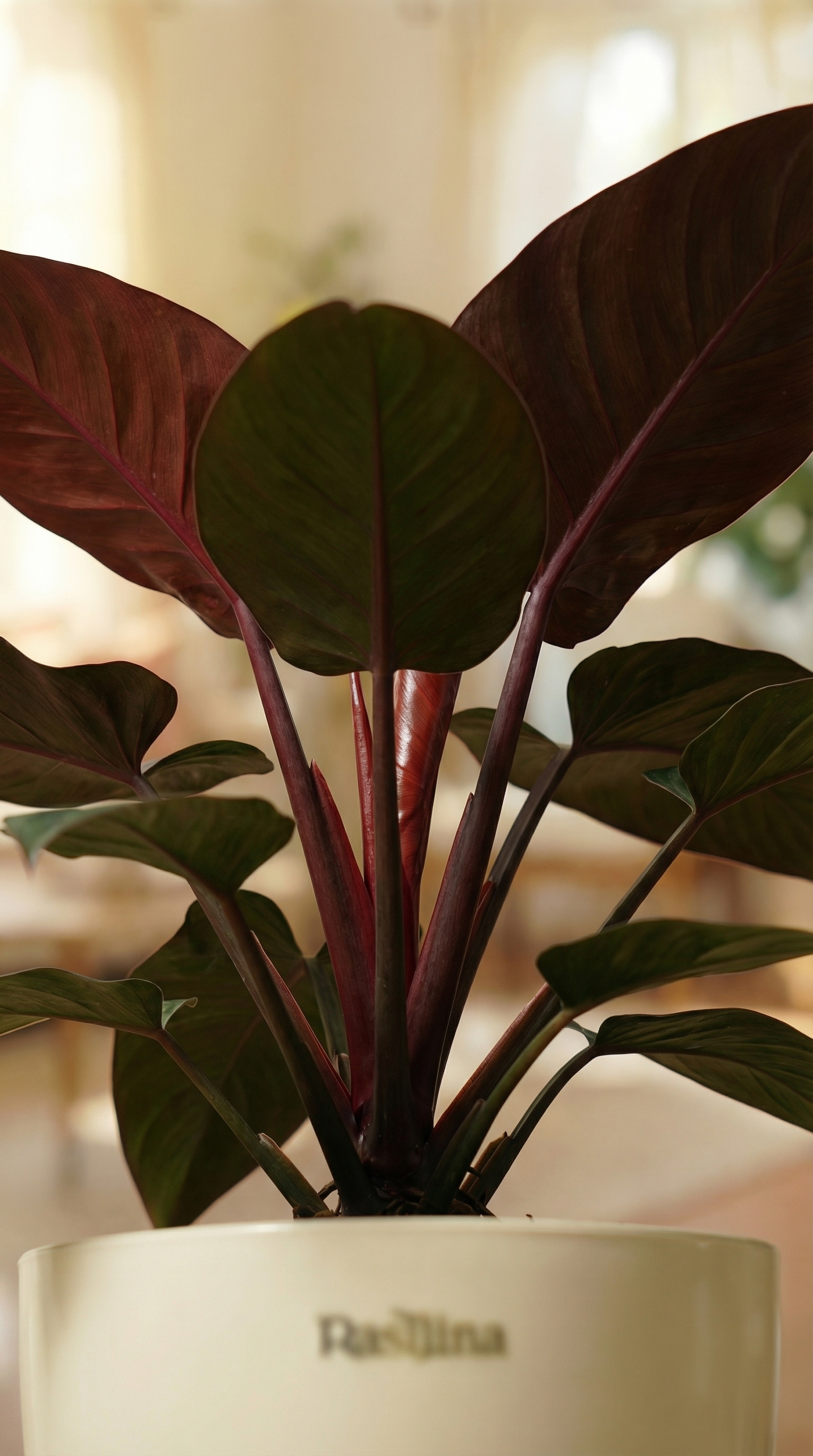 Philodendron Congo Red