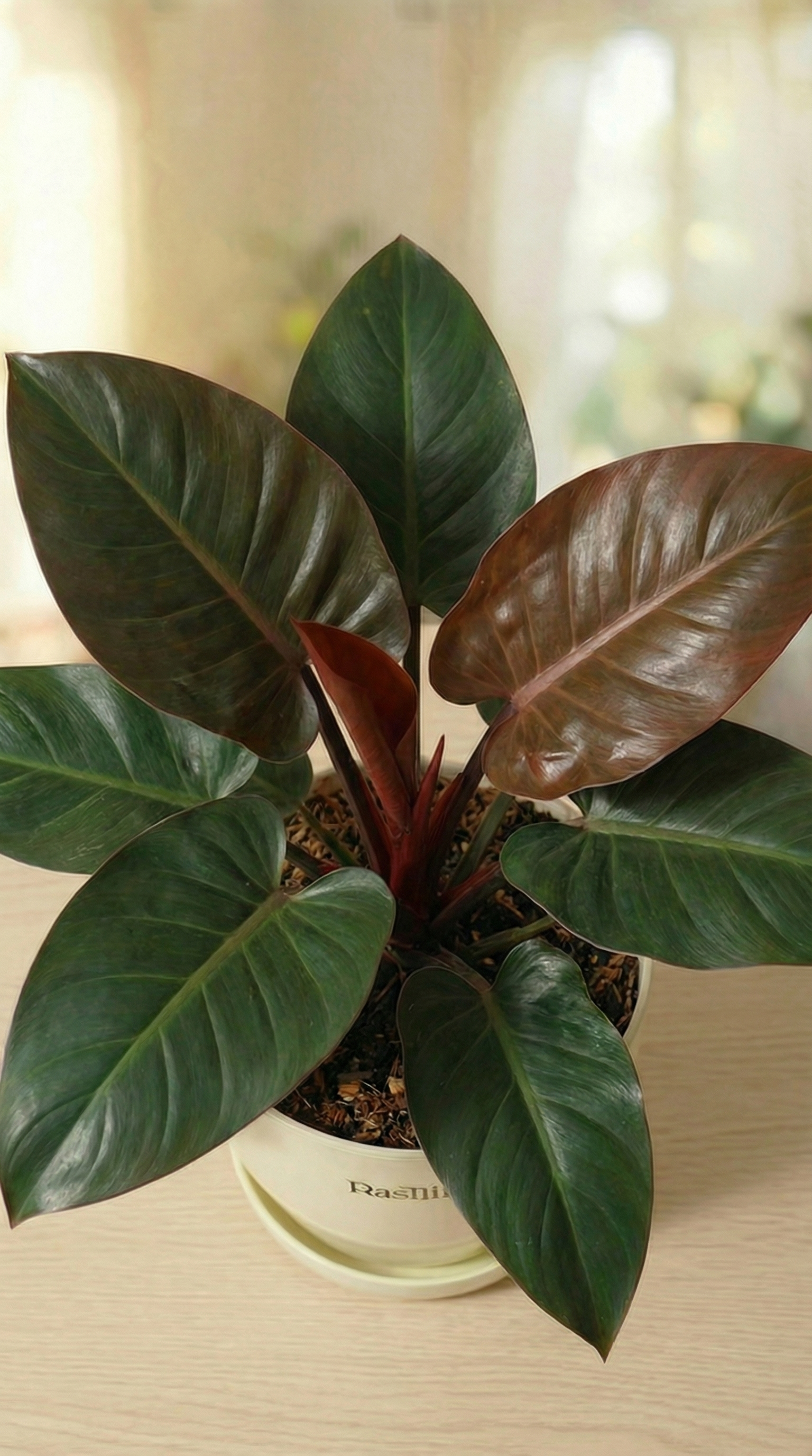Philodendron Congo Red