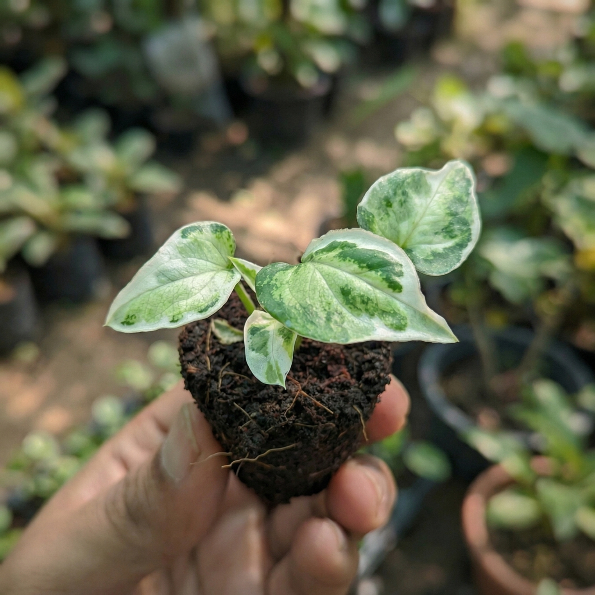 Syngonium Variegated