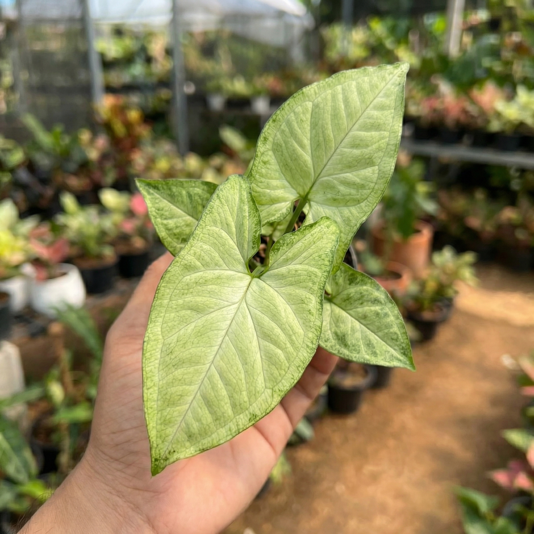 Syngonium Holly