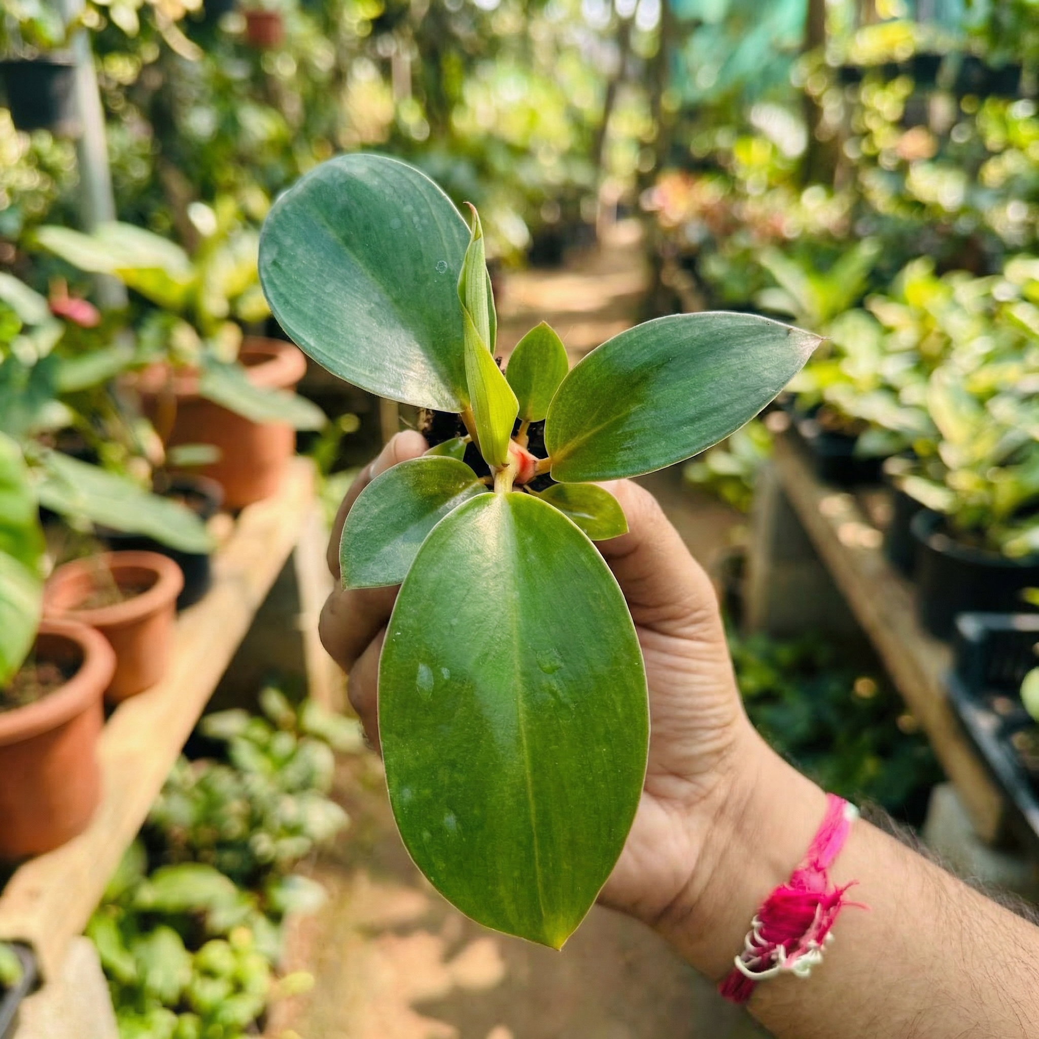 Philodendron Ceylon Green