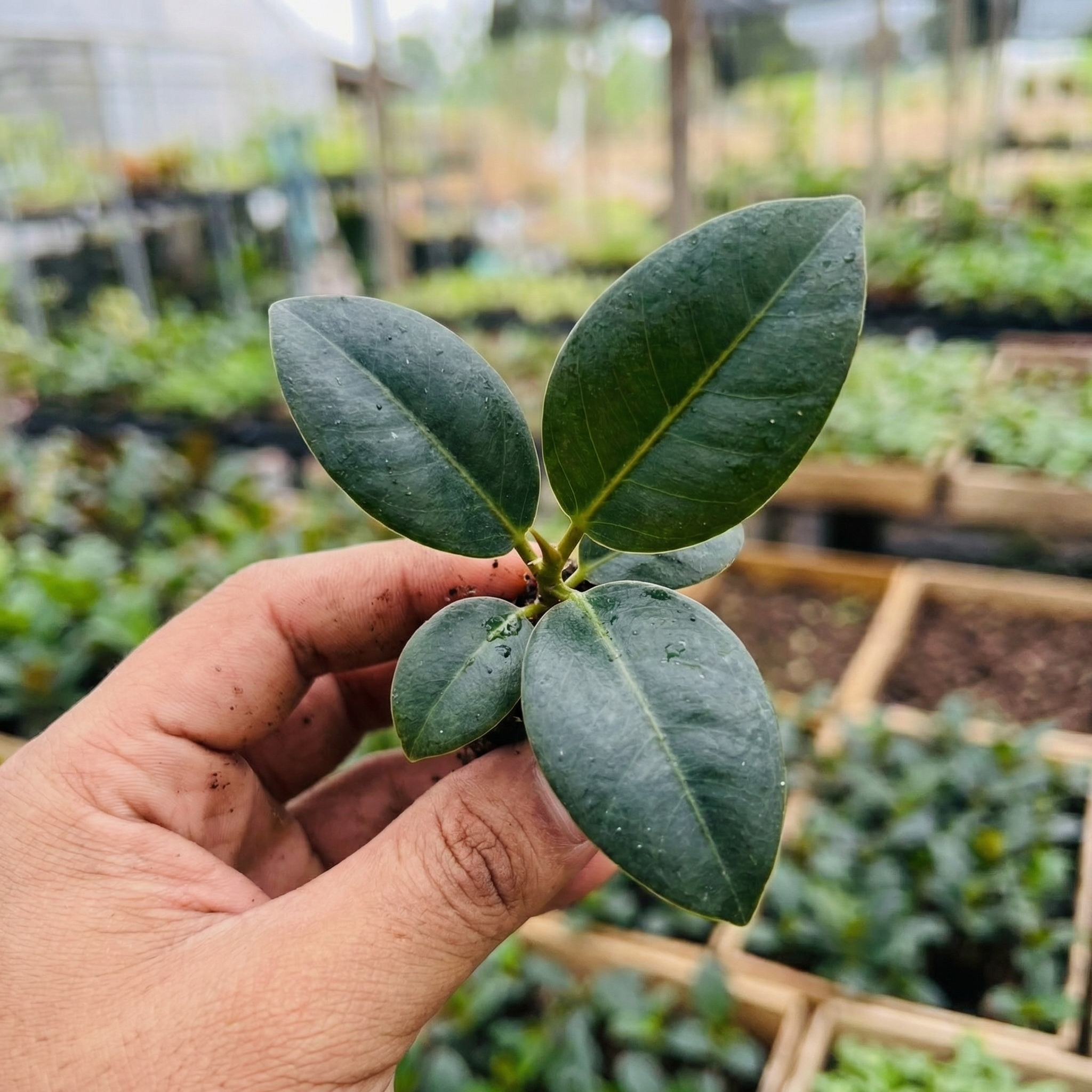 Black Ficus Burgundy - Rubber Plant