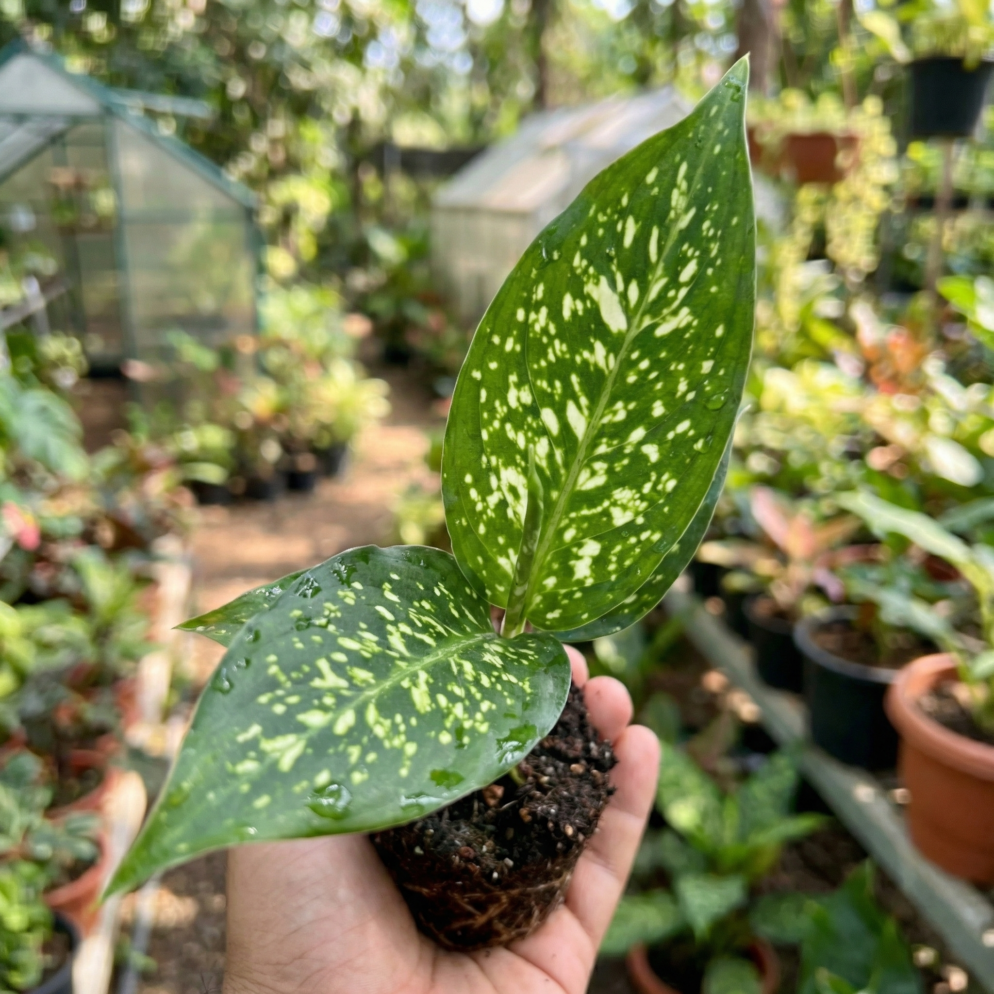 Aglaonema Chinese Evergreen