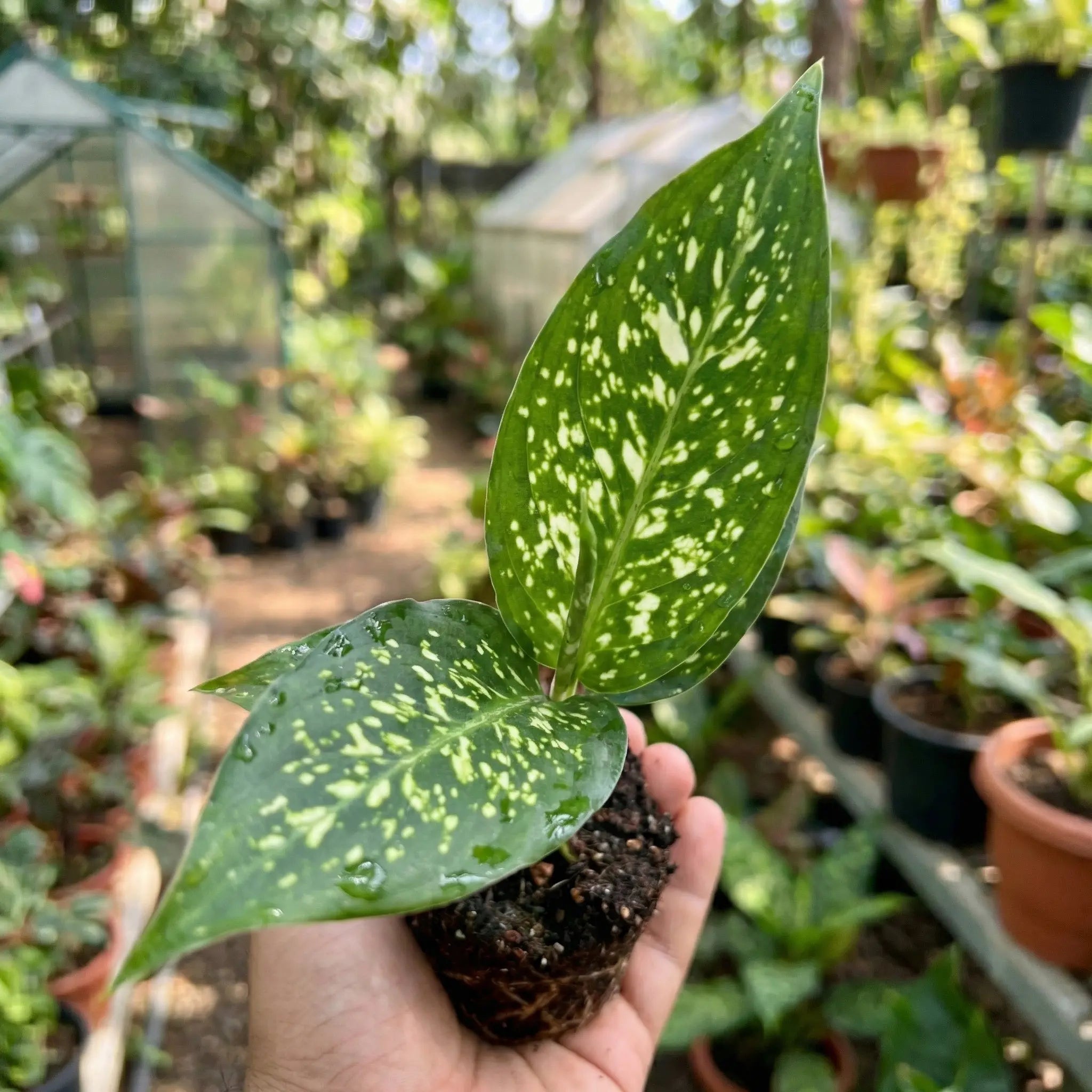 Aglaonema Chinese Evergreen