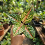 Aglaonema Rotundum Hybrid Peacock