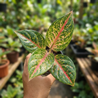 Aglaonema Rotundum Hybrid Peacock