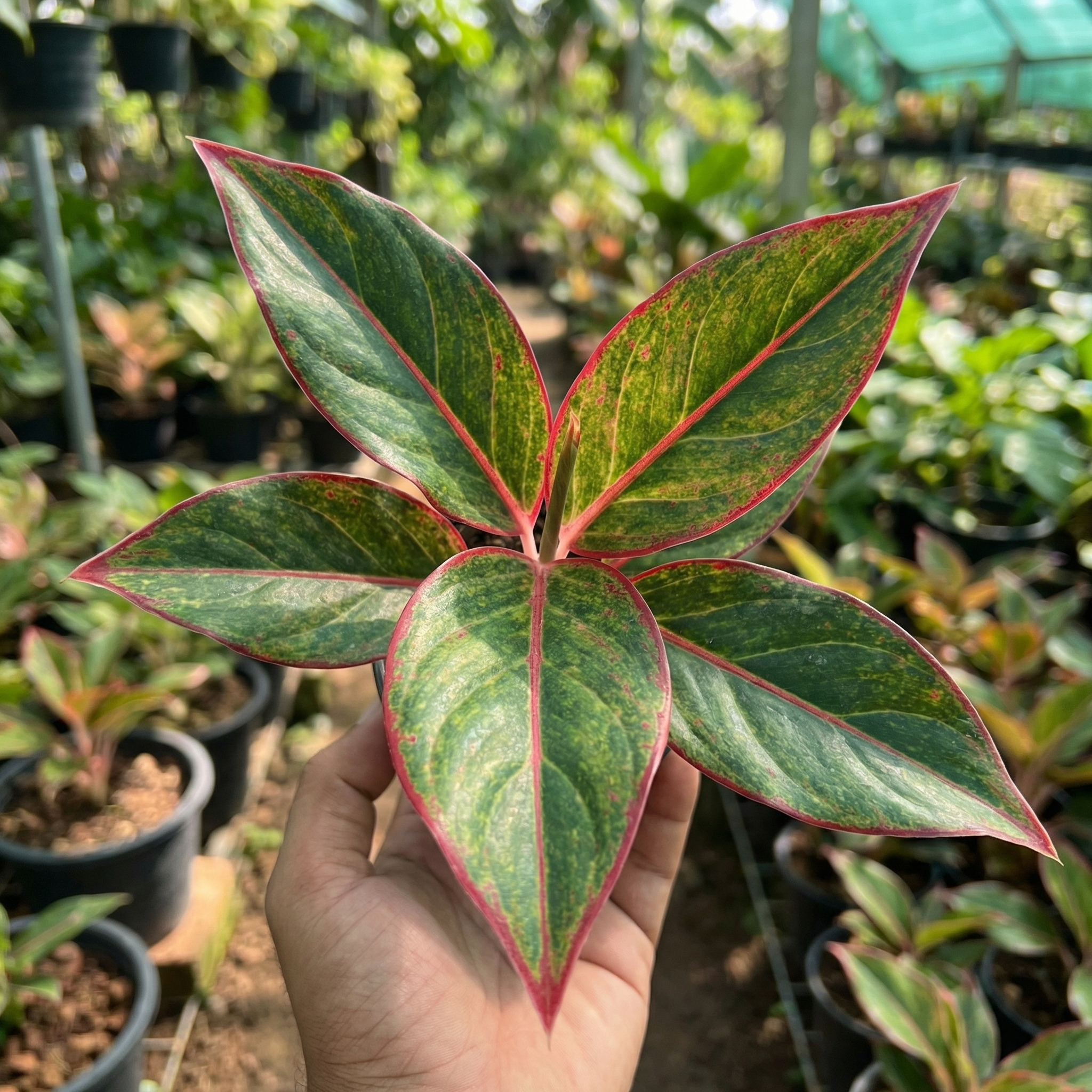 Aglaonema Lipstick Red